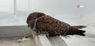 Hakkari'de kahreden manzara: Donarak telef oluyorlar