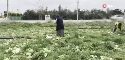 Marul toplama maliyetini karşılamayınca bedava dağıttı