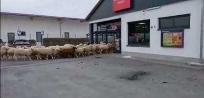 Şaşkına &ccedil;eviren g&ouml;r&uuml;nt&uuml;ler: Koyun s&uuml;r&uuml;s&uuml; s&uuml;permarketi bastı