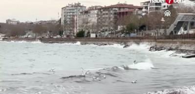 Tekirdağ'da lodos nedeniyle sahilde kırmızı yosun birikti