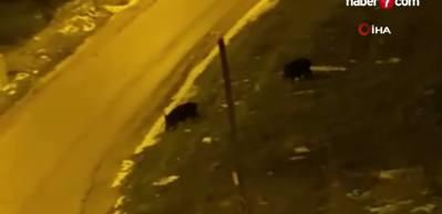 A&ccedil; kalan domuzlar şehre indi