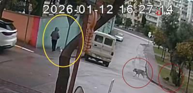 Adana'da k&ouml;pek ter&ouml;r&uuml; kamerada!