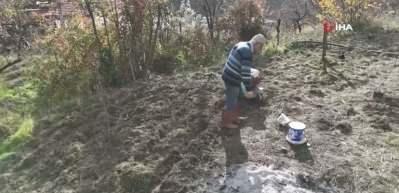 Antalya'da 82 yaşındaki Mevl&uuml;t emminin imrendiren toprak projesi: Bin 670 ağa&ccedil; dikti