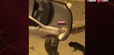 Başıboş k&ouml;pekler park halindeki aracı par&ccedil;aladı