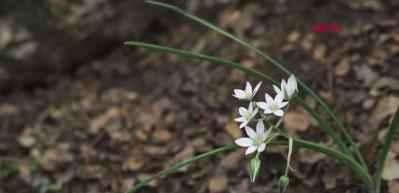 Endemik t&uuml;r&uuml; koparmanın cezası 699 bin 245 TL