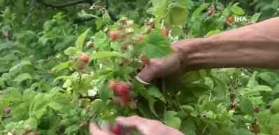Kestel'de ahududu ve b&ouml;ğ&uuml;rtlen &uuml;retimi Sırbistan modeliyle artırılacak