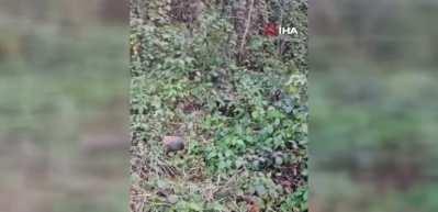 Trabzon'da domuz saldırısı kamerada! Arkadaşları kurtardı