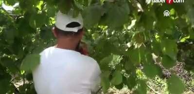 T&uuml;rkiye'den 122 &uuml;lkeye 2,2 milyar dolarlık fındık ihracatı