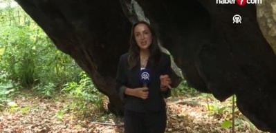 T&uuml;rkiye'nin en yaşlı &ccedil;ınarı İstanbul'da 1400 yıldır ayakta