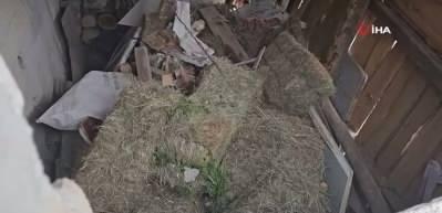 Artvin'de ineklerini besleyen adam canını zor kurtardı