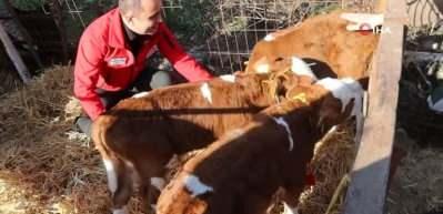 Edirne'de tek doğumda &uuml;&ccedil; bayram sevinci yaşayan besiciye bir m&uuml;jde daha