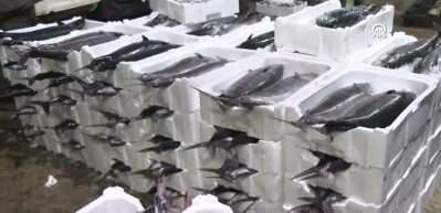 Marmara Denizi'nde torik bolluğu yaşanıyor