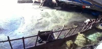 Sivas&rsquo;ta ahır &ccedil;&ouml;kt&uuml;, o anlar g&uuml;venlik kamerasına yansıdı