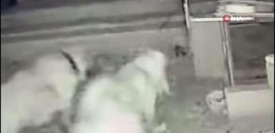 Sokak k&ouml;pekleri, sahipli k&ouml;peği par&ccedil;aladı