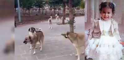 Sokak k&ouml;peklerinin saldırısında &ouml;len minik Rana davasında yeni gelişme! 