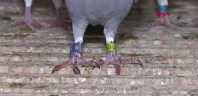 Adana&rsquo;da kaybolan damızlık g&uuml;vercin i&ccedil;in 75 bin lira &ouml;d&uuml;l