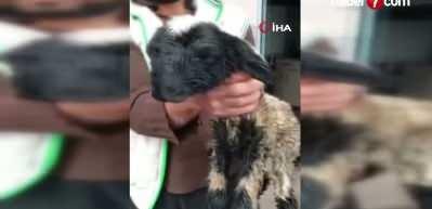  &Ccedil;ift başı ve 4 g&ouml;z&uuml; ile doğan kuzu yaşama tutundu