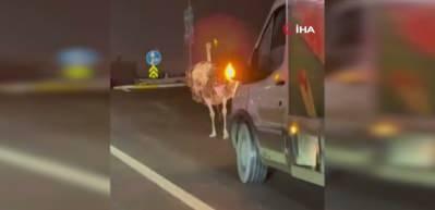 Deve kuşu, trafiği alt &uuml;st etti