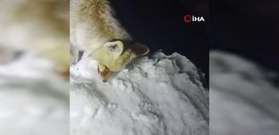 Hakkari'de yiyecek arayışındaki tilki donmuş halde bulundu