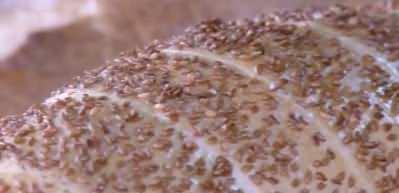 Mansur Yavaş'a halk ekmek soruşturması!