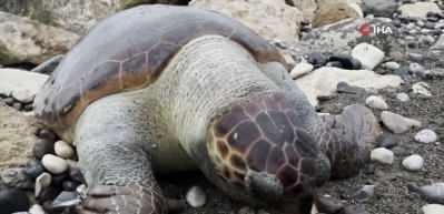 Mersin'de 15 g&uuml;nde 7 caretta caretta &ouml;l&uuml; bulundu