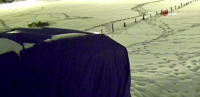 Sivas'ta kurtlarla d&ouml;v&uuml;şen k&ouml;pekten geriye postu kaldı