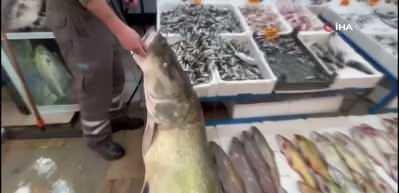 Balık değil dev sanki: Tanesi, tam altından pahalı!