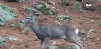 Fotokapan &ouml;yle bir g&ouml;r&uuml;nt&uuml; kaydetti ki! İzleyen tekrar tekrar oynattı 