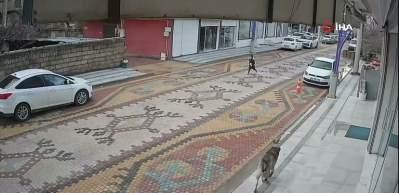 Mardin'de sokak k&ouml;peklerinin saldırdığı &ccedil;ocuğu esnaf kurtardı