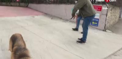 Samsun'da sokaklar temizleniyor: Başıboş k&ouml;pekler barınağa g&ouml;t&uuml;r&uuml;ld&uuml;