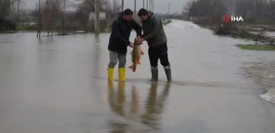 7 kiloluk balık ayaklarına geldi! Edirne'de tarlada balık yakaladılar