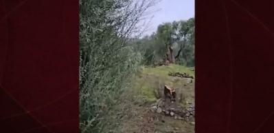 Bakan Yumaklı'dan CHP'nin zeytin ağacı katliamına tepki!