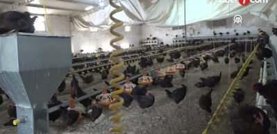 Kişi başına d&uuml;şen yumurta &uuml;retimi 15 adet azaldı