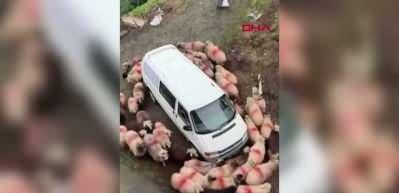 Koyunlar minib&uuml;s&uuml;n etrafında dakikalarca d&ouml;nd&uuml;