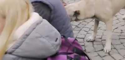 Milyonluk cins k&ouml;pekleriyel şov yapan s&ouml;zde hayvan seviciler, sokak k&ouml;peğini aralarına almayıp uzaklaştırdı