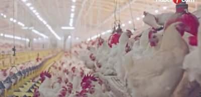 Ramazan &ouml;ncesi zam sonrası tavuk ihracatı durduruldu