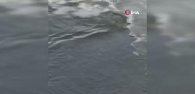 Su samuru, buz &uuml;st&uuml;nde balık yerken g&ouml;r&uuml;nt&uuml;lendi