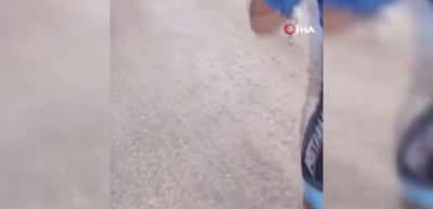 Triatlon yarışında parkura giren kuzu, renkli g&ouml;r&uuml;nt&uuml;lere neden oldu