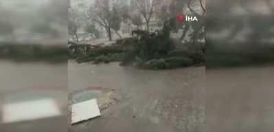Adana'da fırtına ağa&ccedil;ları yerinden s&ouml;kt&uuml;