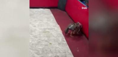 Adana'da polis, temizlik iş&ccedil;isi kılığına girerek horoz d&ouml;v&uuml;ş&uuml;n&uuml; ortaya &ccedil;ıkardı!