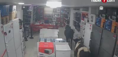 Batman'da sahibinden ka&ccedil;an ineklerin bir iş yerine girdiği anlar kamerada