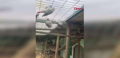 İstanbul Havalimanı'nda 2 yolcunun bagajından 20 Afrika papağını &ccedil;ıktı