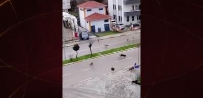 Okul yolunda k&ouml;pek ter&ouml;r&uuml;! Aileler "K&ouml;pek saldırısında sorumlusu kim olacak? "diye sordu