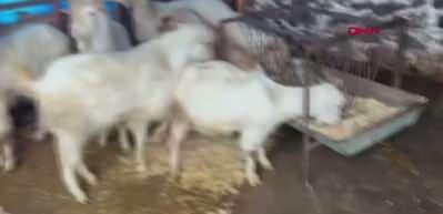 Manisa'da dereler taştı; tarım arazileri su altında kaldı