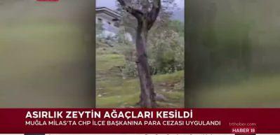 Milas&rsquo;ta asırlık zeytin ağa&ccedil;ları kesildi