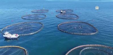 Ordu&rsquo;da 6 bin ton balık &uuml;retildi, T&uuml;rk somonu ihra&ccedil; ediliyor