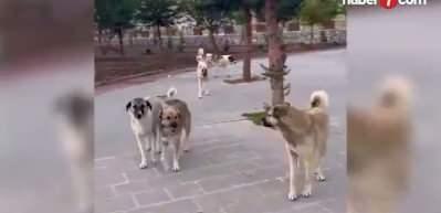 Şanlıurfa&rsquo;da sahipsiz hayvanlar bakımevlerine alındı