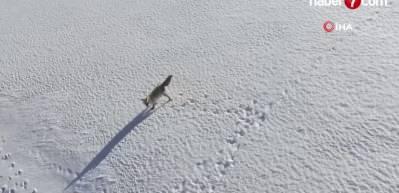 Adilcevaz'da tilkinin dron ile imtihanı