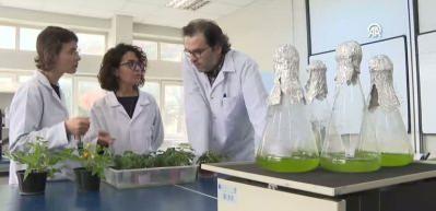 Ay ve Mars toprağında domates yetiştirme deneyi