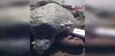 &Ccedil;anakkale'de sahilde hareketsiz bulunan caretta carettalar hayata tekrar tutundu
